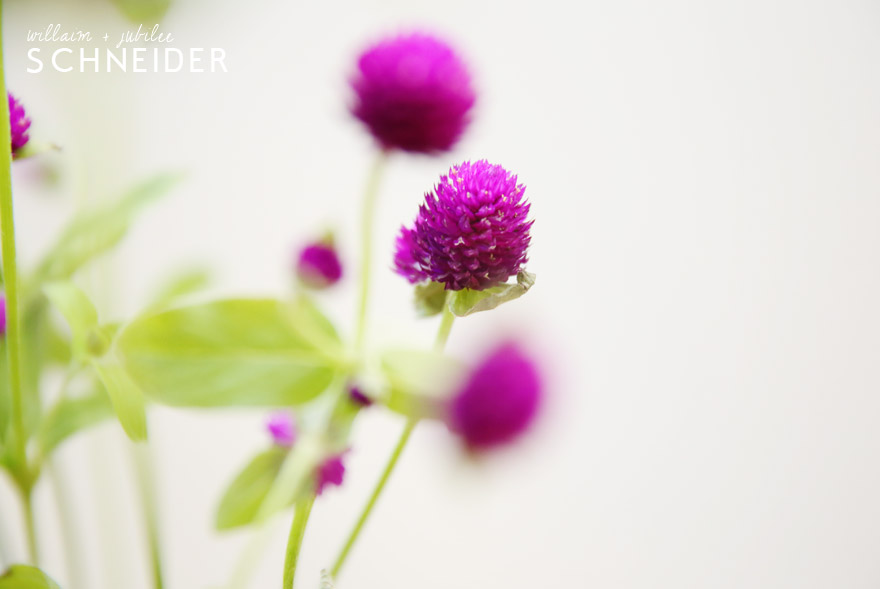 flowers-purple-4